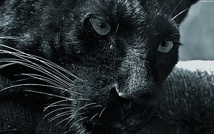 Panther,  Big cat,   face,  Predator